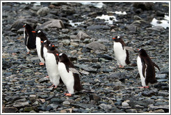 Gentoo Penguins lined up at the water's edge.