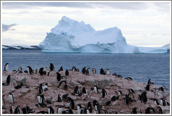 Gentoo Penguins with an iceberg behind.