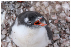 Baby Gentoo Penguin looking up at me and calling.