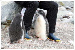 Baby Gentoo Penguins inspecting visitor.