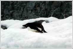 Ad?e Penguin resting in the snow.