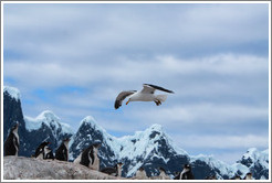 Kelp Gull flying over Gentoo Penguins.