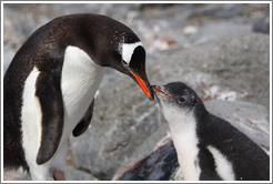 Parent and baby Gentoo Penguin.