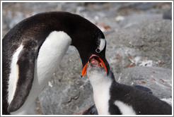 Parent feeding baby Gentoo Penguin.