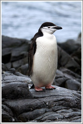 Chinstrap Penguin standing on a rock.