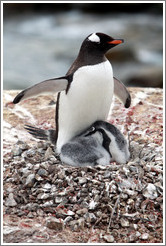 Parent Gentoo Penguin warming babies in rock nest.