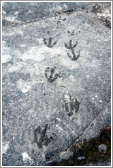 Gentoo Penguin footprints on a rock.