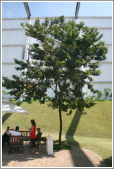 The Pau Brasil tree, after which the country of Brazil was named.  Located at headquarters of Natura, Brazil's largest cosmetics company.