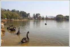 Black swans on a lake.  Parque do Ibirapuera.