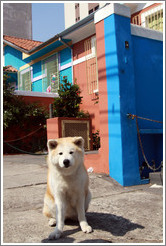 Good dog in front of  blue and red house.  Rua Artur de Azevedo.  Villa Magdalena neighborhood.