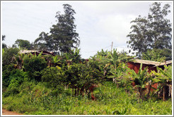 Houses in thick foliage on Route N5.