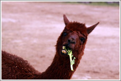 Llama eating a flower.  Emiliana Vineyards.
