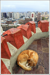 Homeless dog, sleeping in the observation tower on the top of Cerro Santa Luc?