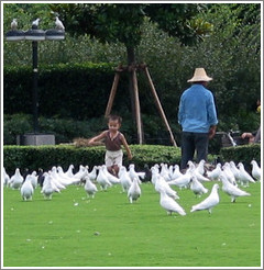 Boy chasing doves in People's Park.