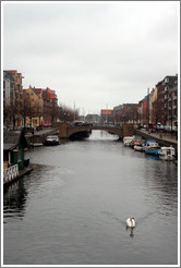 Christianshavns canal, with swan.