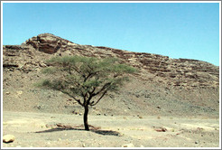 Tree in the Sinai Desert.