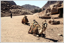 Camels near St. Catherine's Monastery.