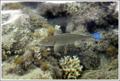 Fish with blue tail and green eyelids in the corals just offshore.