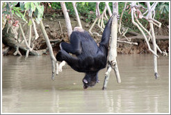 Chimpanzee drinking water. Chimpanzee Rehabilitation Project, Baboon Islands.