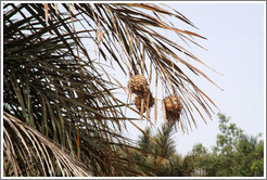 Hanging spherical nests of the bird Village Weaver.