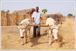 Villager with bulls who've been tied together for plough training.