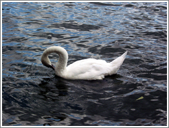 Swan on Landwehrkanal.