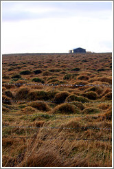 ??fur (hummocks, or mounds of earth) covered by wild grasses.