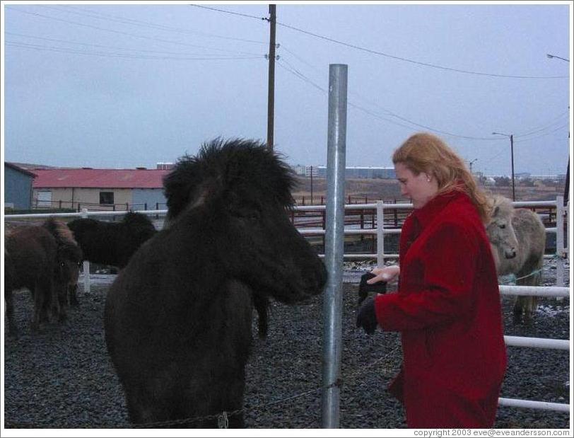 Icelandic horses are typically short but sturdy.