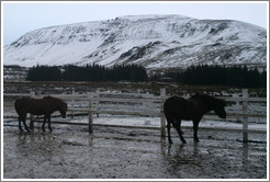 Icelandic horses in front of snow-covered butte.