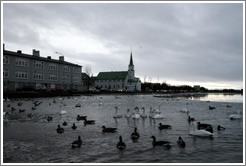 Swans and other water birds on Tj?rnin (The Pond), with Fr?rkjan ?eykjav? the Free Lutheran Church in Reykjavik, in the background.