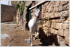 Agitated horse in a courtyard, old town Akko.