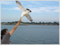 Girl feeding seagull.