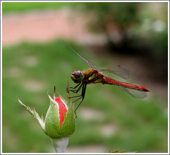 Dragonfly at Sapporo Botanical Garden.