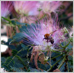 Bee on flower.  East coast of Honshu.