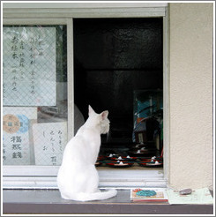 Begging cat.  Asakusa neighborhood.