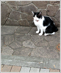 One-eyed, tailless cat.  Asakusa neighborhood.