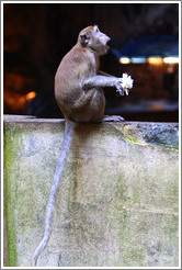 Monkey with flower, Batu Caves.