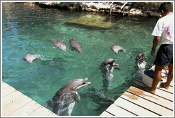 Feeding time for the dolphins.  Xcaret.
