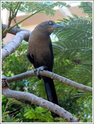 Bird.  Black with brown chest.