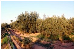 Olive trees, Menara gardens.
