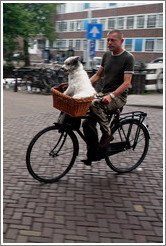 Bicyclist with dog in basket.