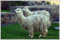 Llamas at Kusikancha, an Inca site in central Cusco.