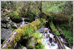 Stream with moss-covered log at the side of the Inca Trail.