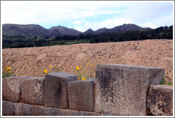 Blocks and flowers, Sacsayhuam?ruins.