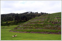 Llamas and an alpaca, Sacsayhuam?ruins.