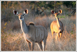 Kudu in the morning light.  (Species: Greater kudu, Tragelaphus stresiceros)