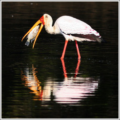 Yellow-billed stork (Mycteria ibis) eating fish.