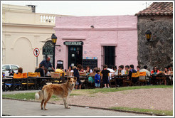 Dog standing in front of the restaurant Pulper?de los Faroles, Barrio Hist?o (Old Town).