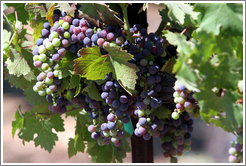 Cabernet Sauvignon grapes.  Foppiano Vineyards.
