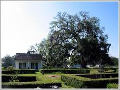 Evergreen Plantation.  Auxiliary building in backyard and big oak tree.